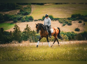 Lusitano, Gelding, 14 years, 15,1 hh, Brown