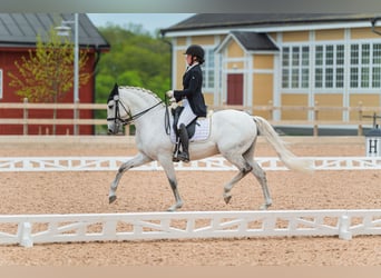 Lusitano, Gelding, 14 years, 15,3 hh, Grey