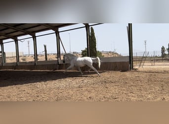 Lusitano, Gelding, 14 years, 16,1 hh, Gray