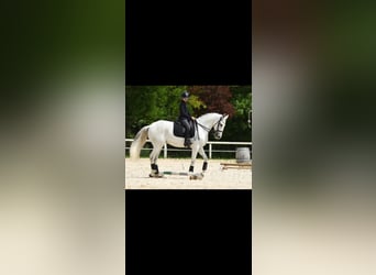 Lusitano, Gelding, 14 years, 16.1 hh, Grey