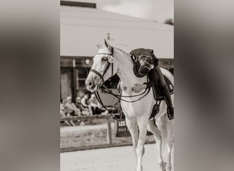 Lusitano, Gelding, 14 years, 16.1 hh, Grey