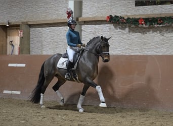 Lusitano, Gelding, 14 years, 16 hh, Bay-Dark