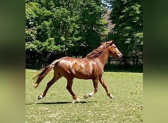 Lusitano, Gelding, 14 years, 16 hh, Chestnut-Red