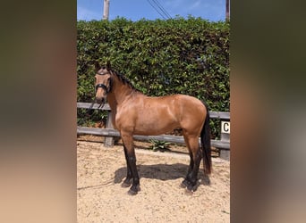 Lusitano, Gelding, 14 years, 16 hh
