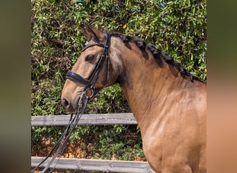 Lusitano, Gelding, 14 years, 16 hh