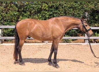 Lusitano, Gelding, 14 years, 16 hh