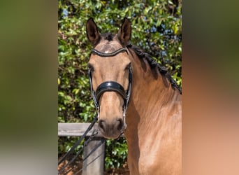 Lusitano, Gelding, 14 years, 16 hh