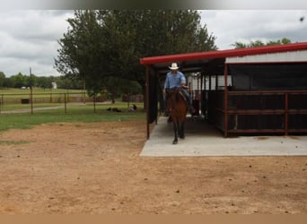 Lusitano, Gelding, 15 years, 15 hh, Bay