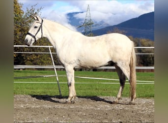 Lusitano, Gelding, 15 years, 15,1 hh, Grey