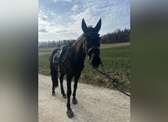 Lusitano, Gelding, 15 years, 16 hh, Black