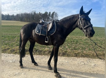 Lusitano, Gelding, 15 years, 16 hh, Black