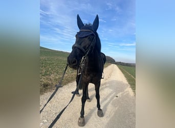 Lusitano, Gelding, 15 years, 16 hh, Black