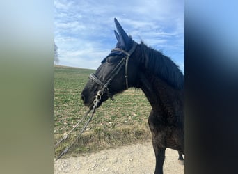 Lusitano, Gelding, 15 years, 16 hh, Black