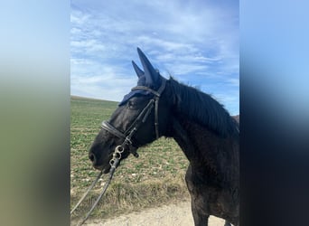 Lusitano, Gelding, 15 years, 16 hh, Black