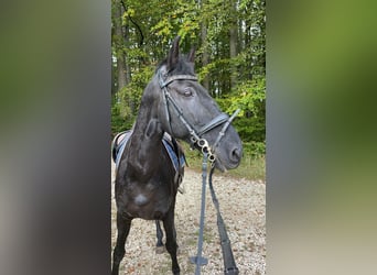 Lusitano, Gelding, 15 years, 16 hh, Black