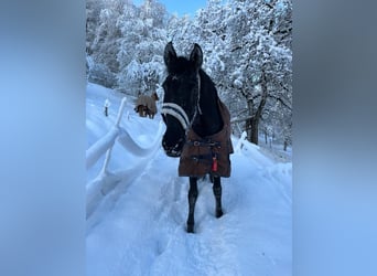 Lusitano, Gelding, 15 years, 16 hh, Black