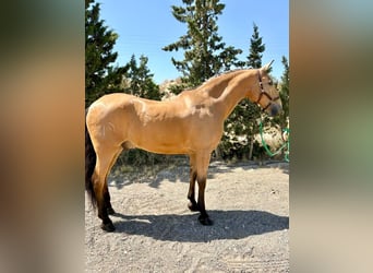 Lusitano, Gelding, 15 years, 16 hh, Dun