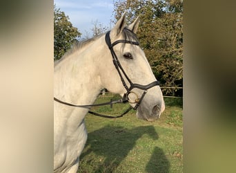 Lusitano, Gelding, 15 years, 16 hh, Gray