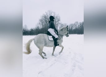 Lusitano, Gelding, 15 years, 16 hh, Grey-Fleabitten
