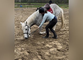 Lusitano, Gelding, 15 years, 16 hh, Grey-Fleabitten
