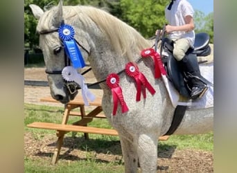 Lusitano, Gelding, 15 years, 16 hh, Grey-Fleabitten