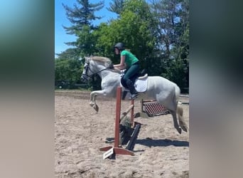 Lusitano, Gelding, 15 years, 16 hh, Grey-Fleabitten