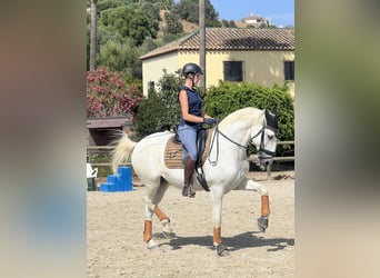 Lusitano, Gelding, 15 years, 16 hh, White
