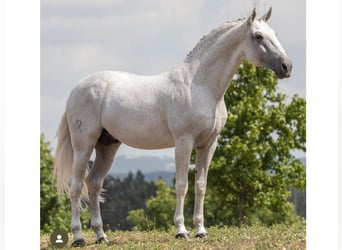 Lusitano, Gelding, 16 years, 16.1 hh, Grey