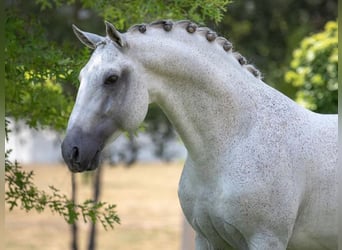 Lusitano, Gelding, 16 years, 16.1 hh, Grey