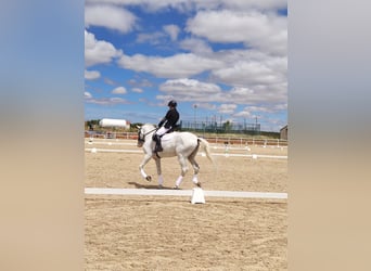 Lusitano, Gelding, 16 years, 16,2 hh, White