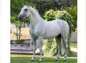 Lusitano, Gelding, 16 years, 16,1 hh, Grey