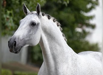 Lusitano, Gelding, 16 years, 16,1 hh, Grey