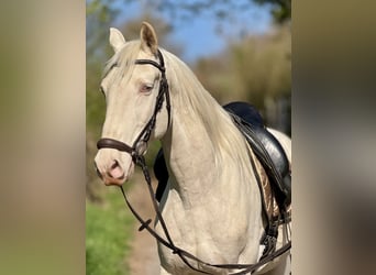 Lusitano, Gelding, 17 years, 15.2 hh, Cremello