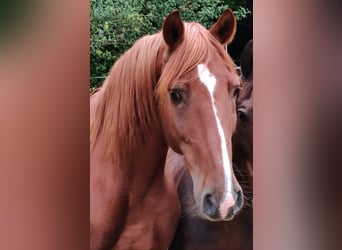 Lusitano, Gelding, 17 years, 15,3 hh, Chestnut-Red