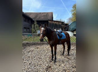 Lusitano, Gelding, 17 years, 16,2 hh, Brown