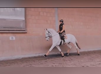 Lusitano Mix, Gelding, 17 years, 16,1 hh, Grey