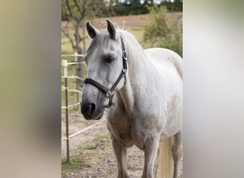 Lusitano, Gelding, 19 years, 15,1 hh, Grey