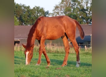 Lusitano, Gelding, 1 year, 16,1 hh, Chestnut-Red