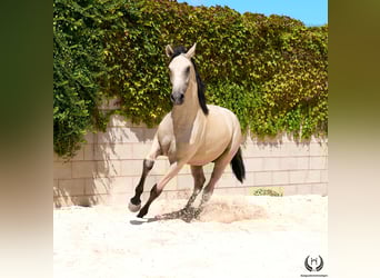 Lusitano, Gelding, 2 years, 15.1 hh, Dun
