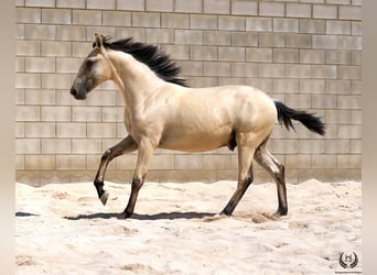 Lusitano, Gelding, 2 years, 15,1 hh, Dun