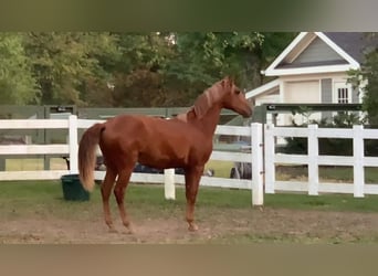 Lusitano, Gelding, 2 years, Chestnut