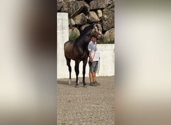 Lusitano, Gelding, 2 years