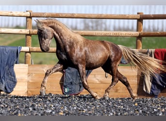 Lusitano Mix, Gelding, 3 years, 14.1 hh, Palomino