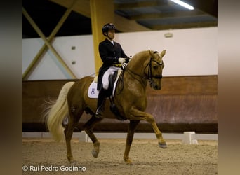 Lusitano, Gelding, 3 years, 15,1 hh, Palomino