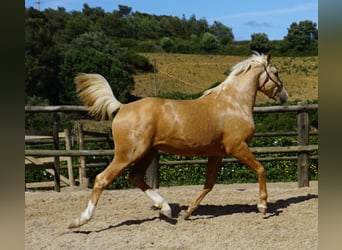 Lusitano, Gelding, 3 years, 15,1 hh, Palomino