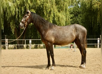 Lusitano, Gelding, 3 years, 15.2 hh, Grey