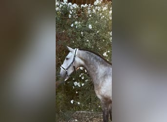 Lusitano, Gelding, 3 years, 15.2 hh, Grey