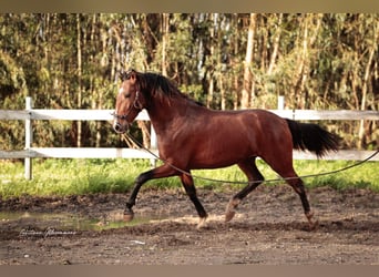 Lusitano, Gelding, 3 years, 15,2 hh, Brown