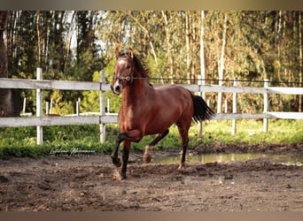 Lusitano, Gelding, 3 years, 15,2 hh, Brown