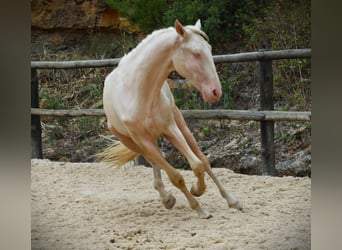 Lusitano, Gelding, 3 years, 16,1 hh, Cremello